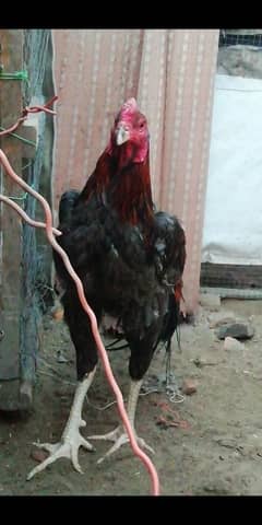 pakoye patha for sale price 11k wattsapp num 0313 7850097