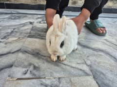 hotot pet rabbit