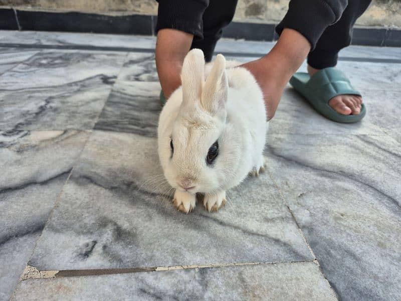 hotot pet rabbit 0