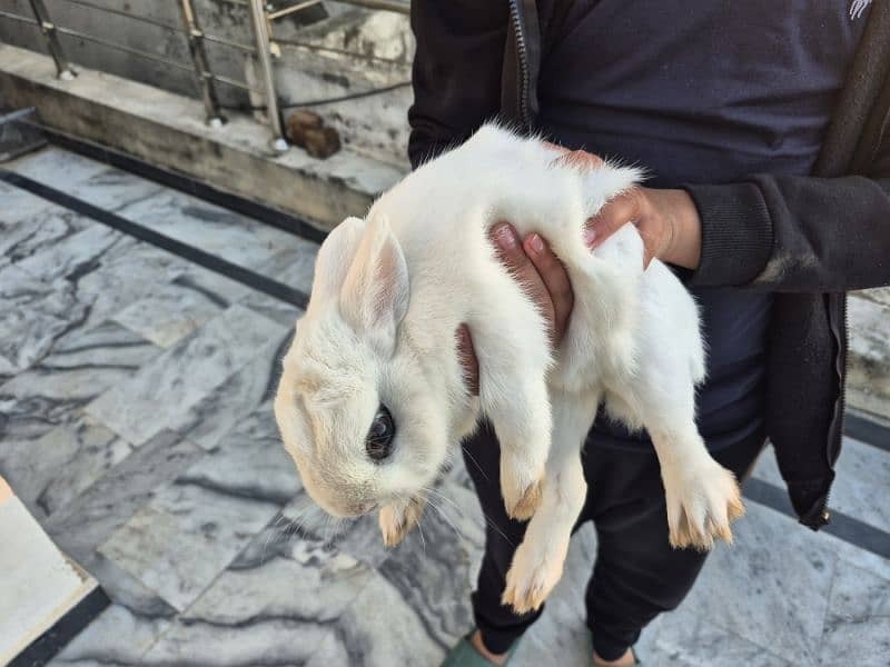 hotot pet rabbit 1