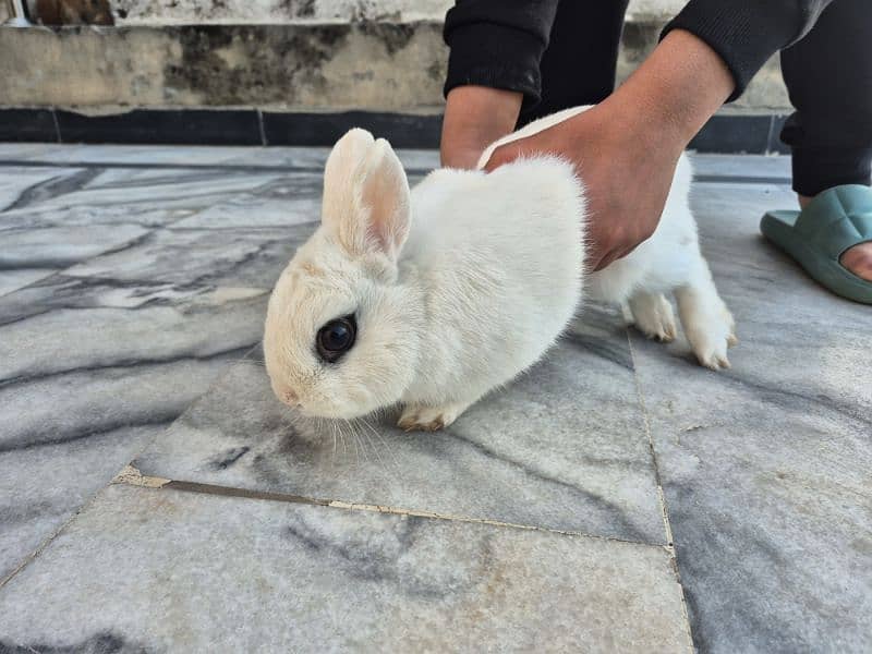 hotot pet rabbit 3