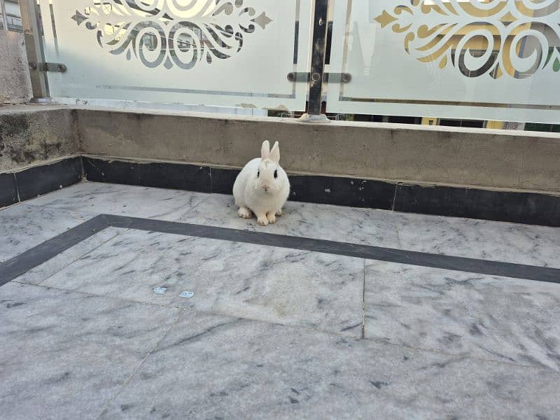 hotot pet rabbit 4