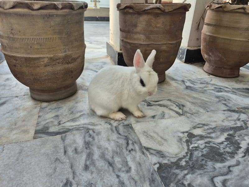 hotot pet rabbit 5