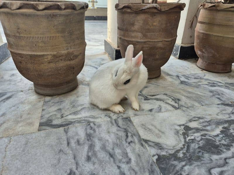 hotot pet rabbit 6