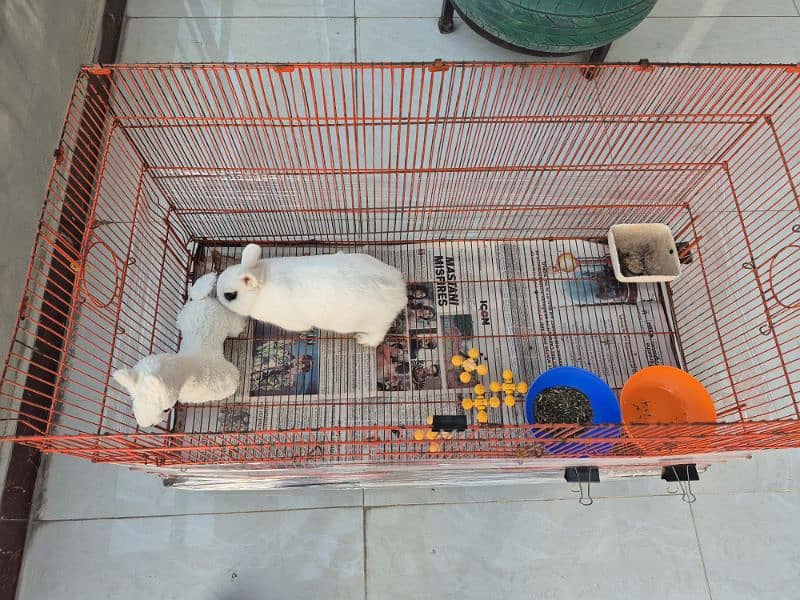 hotot pet rabbit 7