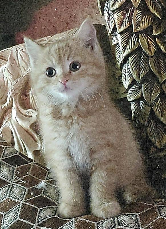 Persian kitten 2