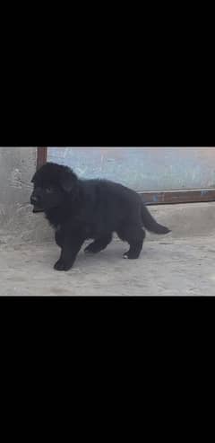 Black German shepherd puppies for sale (Extreme Quality)