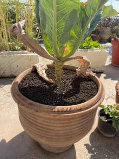 Pot along-with mixed soil for sale