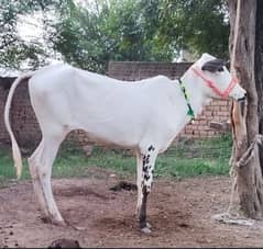 Available  kheeri wachi for sale| for Fateh Jangi shoq | Qurbani 2025