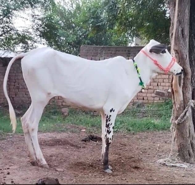 Available  kheeri wachi for sale| for Fateh Jangi shoq | Qurbani 2025 0