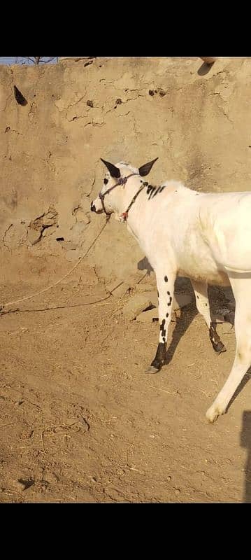 Available  kheeri wachi for sale| for Fateh Jangi shoq | Qurbani 2025 1