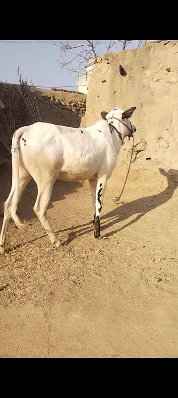 Available  kheeri wachi for sale| for Fateh Jangi shoq | Qurbani 2025 2