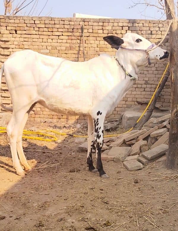 Available  kheeri wachi for sale| for Fateh Jangi shoq | Qurbani 2025 3