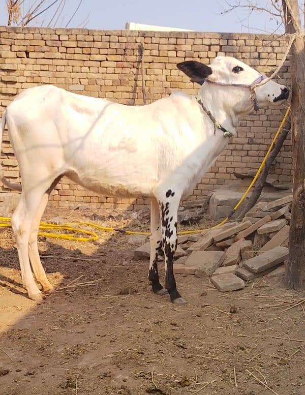 Available  kheeri wachi for sale| for Fateh Jangi shoq | Qurbani 2025 4