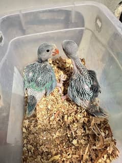 Turq blue/violet Cleartail Ringneck chicks