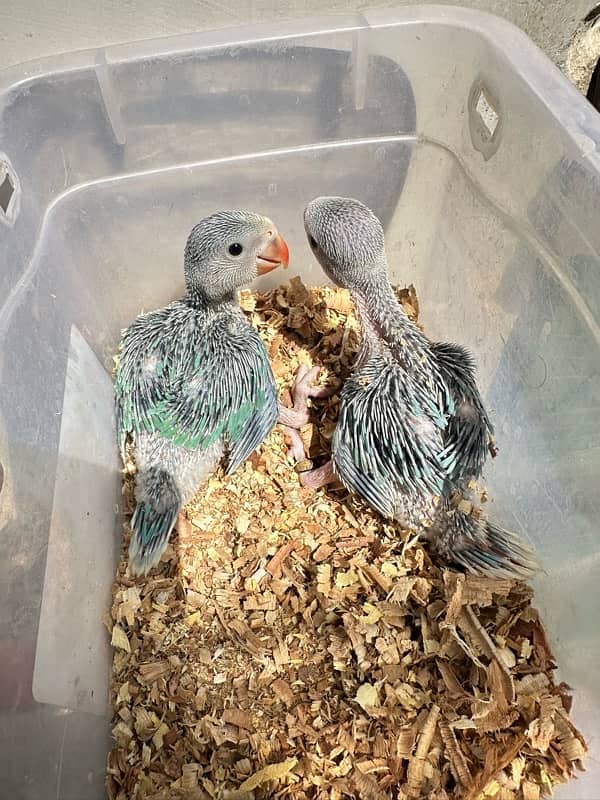 Turq blue/violet Cleartail Ringneck chicks 0