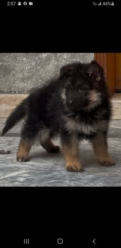 German Shepherd Puppies for sale