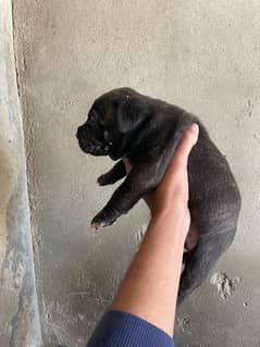 American bully female pups