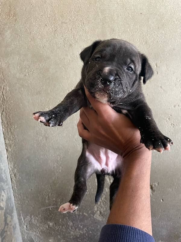 American bully female pups 1