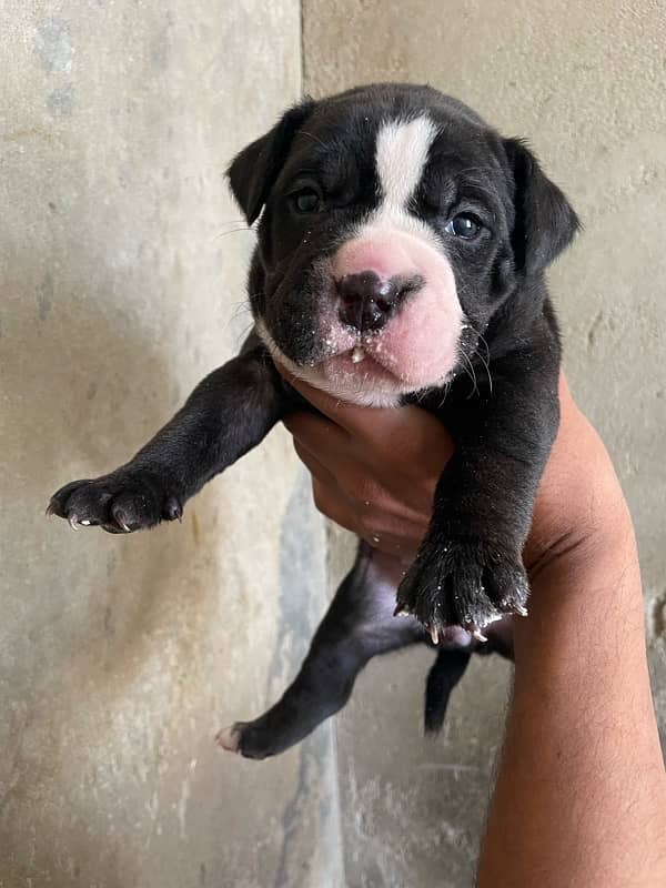 American bully female pups 3