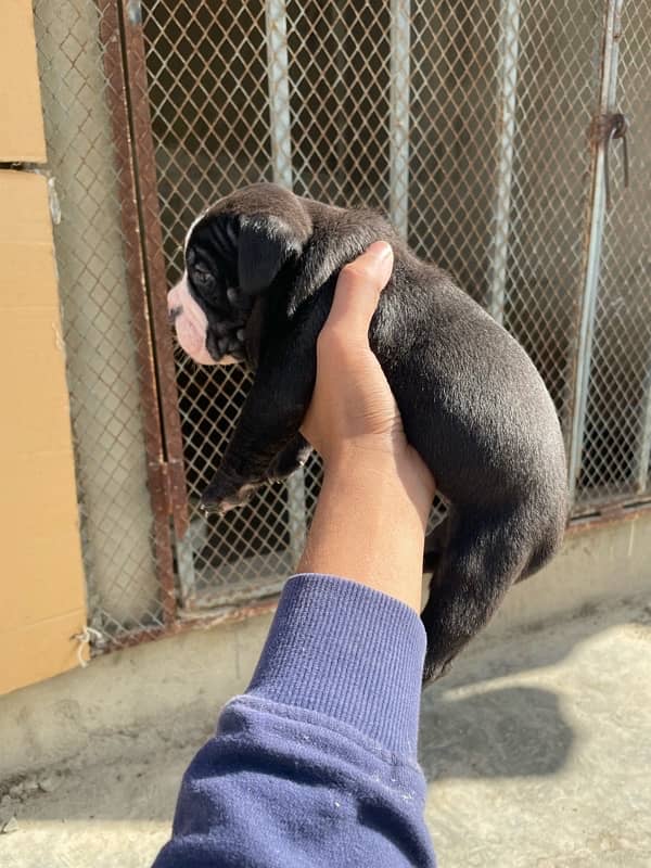 American bully female pups 6