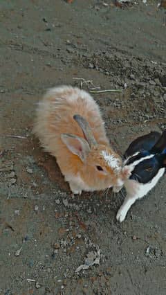 Angora bunnie