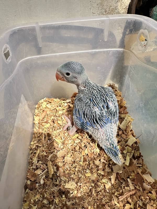 Turq blue/violet Cleartail Ringneck chicks 2