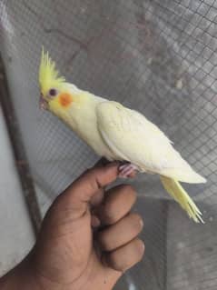 Red Eyes Mutation Chicks for Sale – Unique & Rare Collection