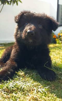 Black German shepherd /Puppies/Black/GSD/Long coat/Black shepherd