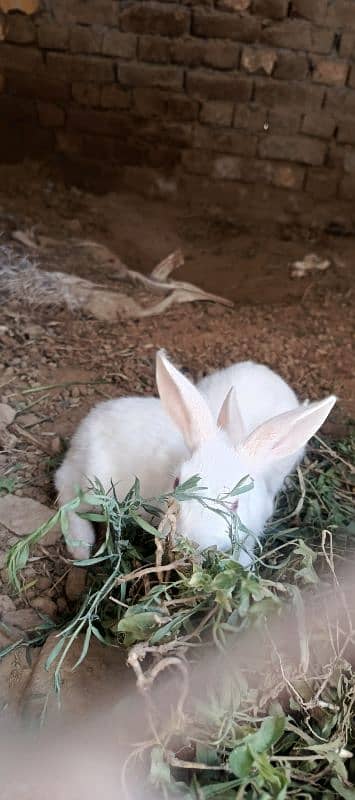 rabbit bunny for sale 2 pairs 0