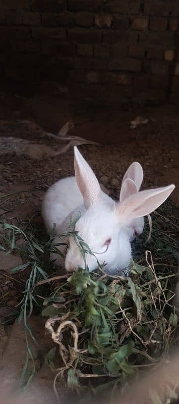 rabbit bunny for sale 2 pairs 1