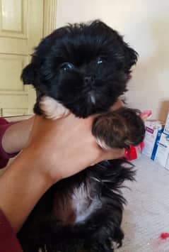 Shihtzu female pup very playful and healthy