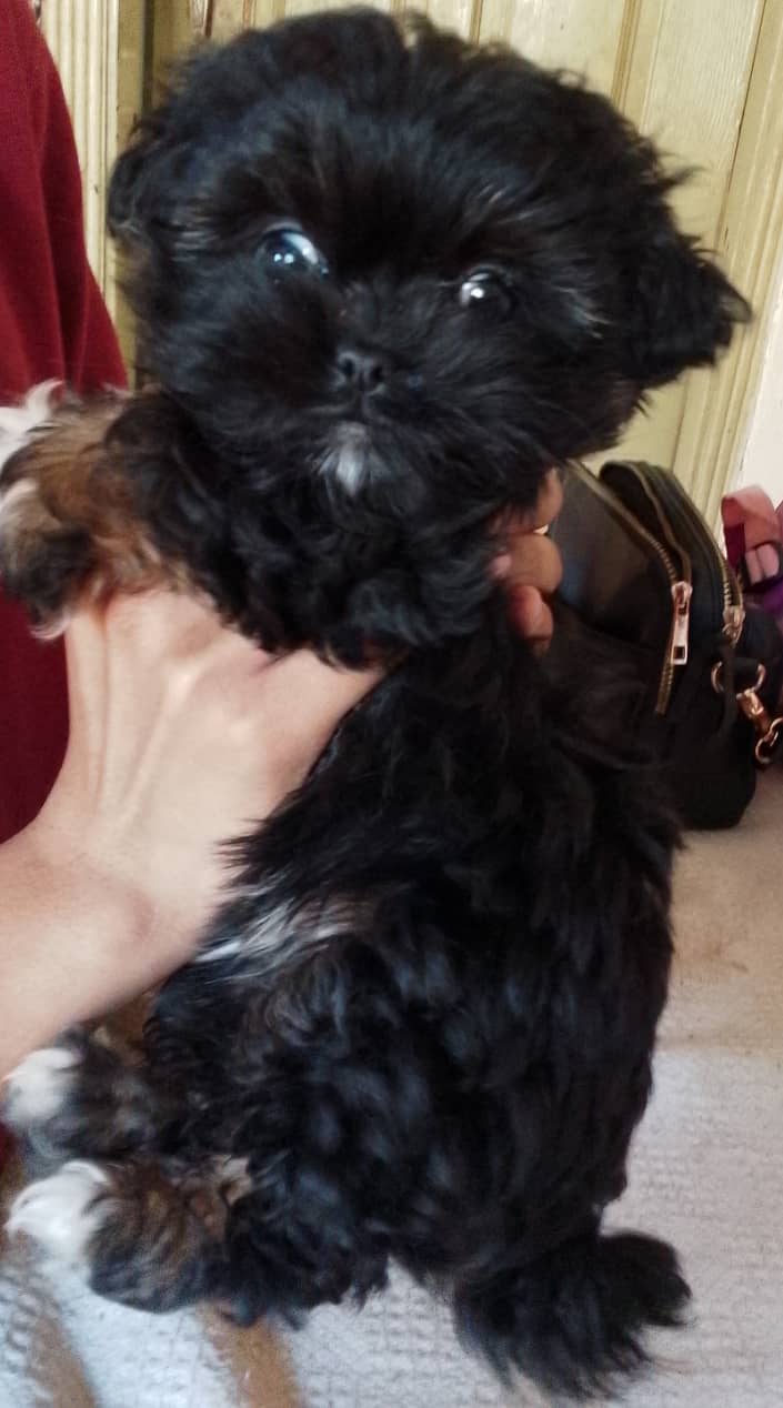 Shihtzu female pup very playful and healthy 1