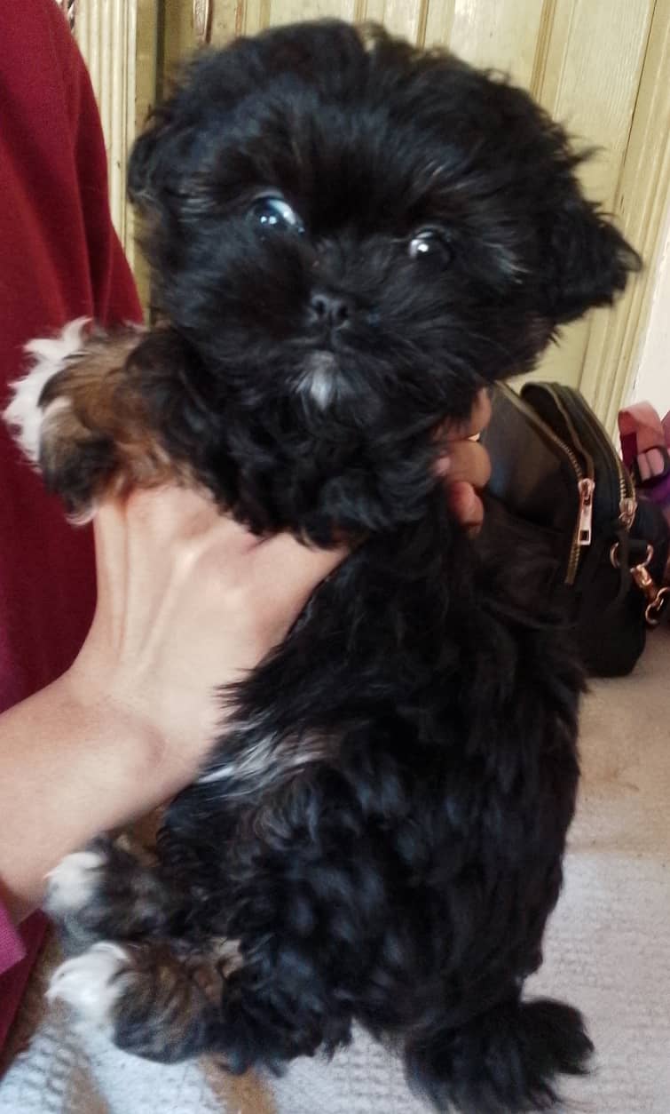 Shihtzu female pup very playful and healthy 2