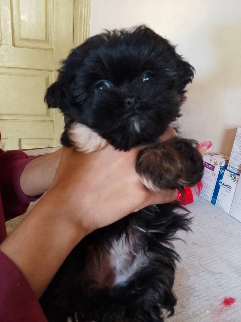 Shihtzu female pup very playful and healthy 4