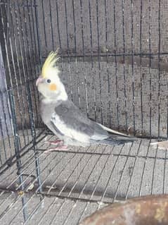 cockatiel