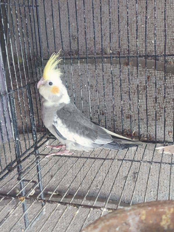 cockatiel young piece 0