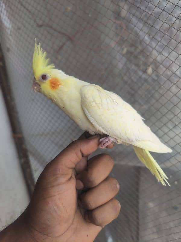 cockatiel young piece 1