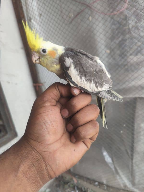 cockatiel young piece 2