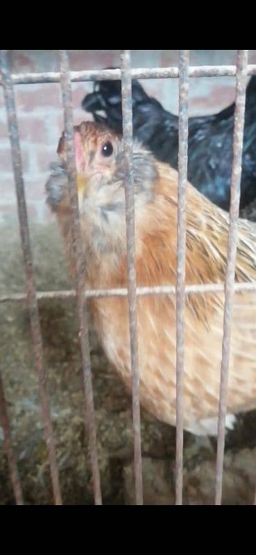 araucana blue egg laying 2