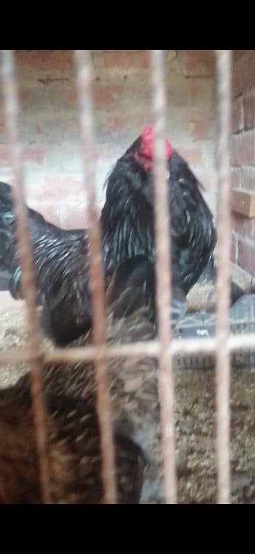 araucana blue egg laying 3