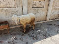 Active and Healthy Kajla  2 sheep jori urgent sale