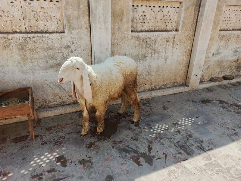 Active and Healthy Kajla  2 sheep jori urgent sale 1