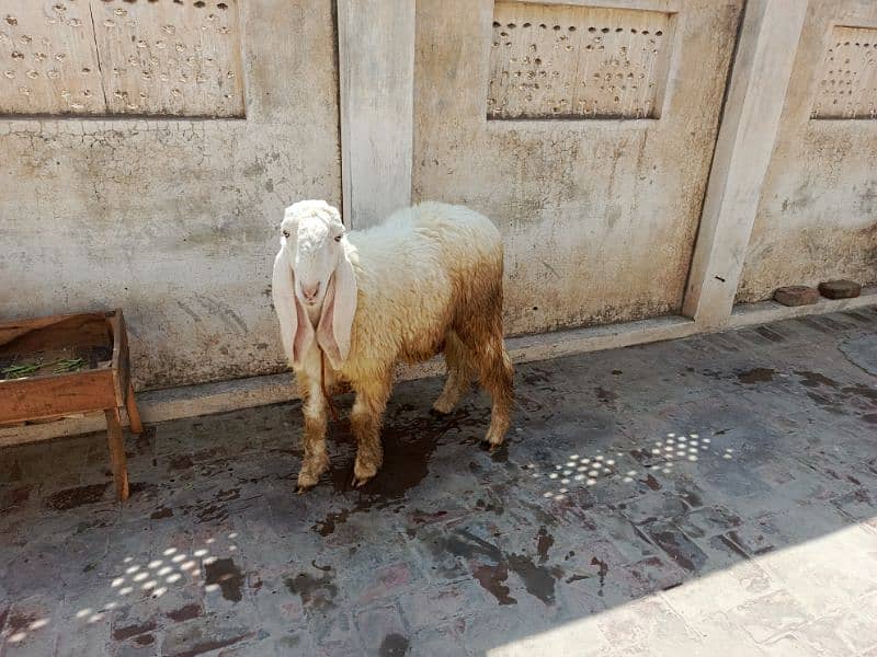 Active and Healthy Kajla  2 sheep jori urgent sale 2