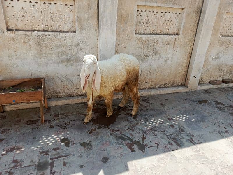 Active and Healthy Kajla  2 sheep jori urgent sale 3