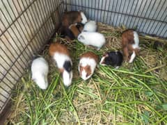 guinea pig baby