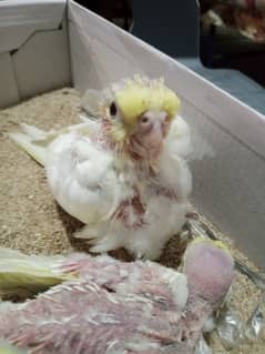 Common White Cocktail parrot Chick