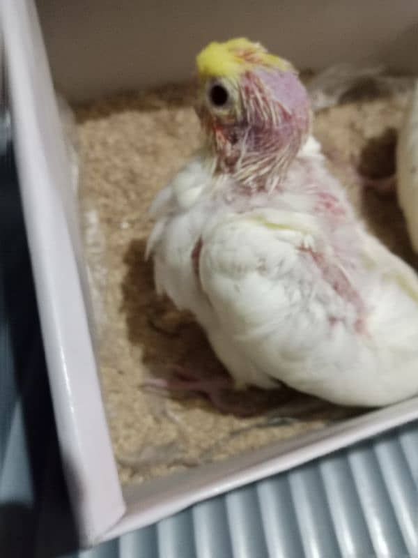 Common White Cocktail parrot Chick 1