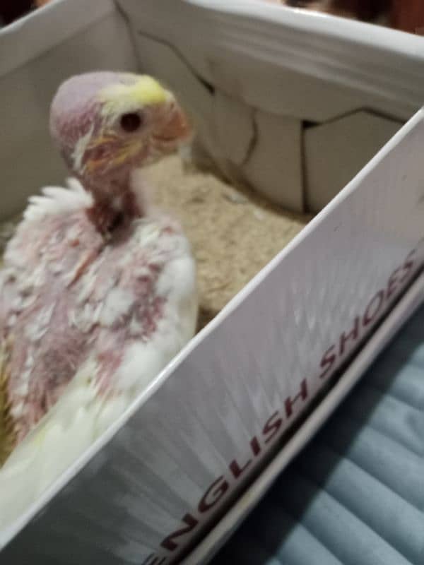 Common White Cocktail parrot Chick 2