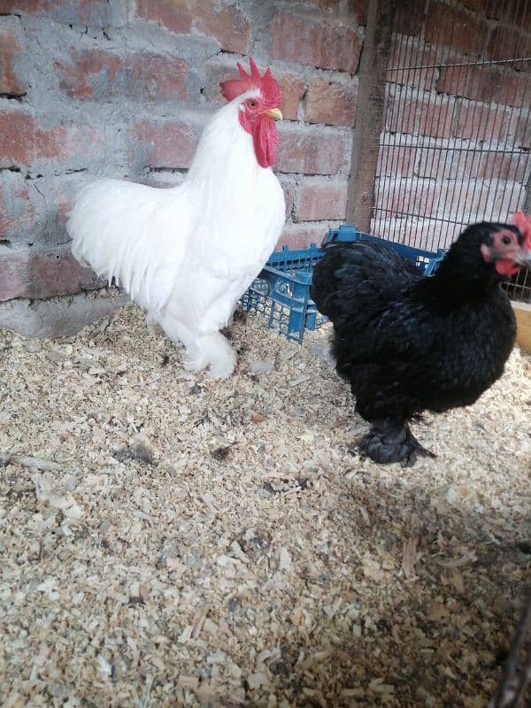 araucana blue egg laying 6